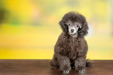 Cute black poodle poppy sitting in front view at summer park and looking at camera. Empty space for text