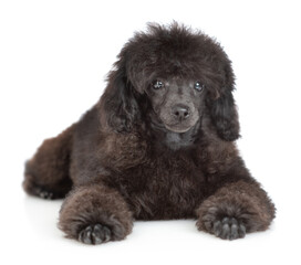 Cute black poodle poppy lying in front view and looking at camera. Isolated on white background