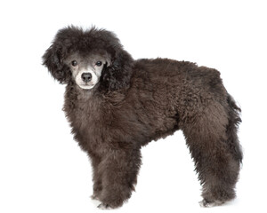 Black poodle posing in side view and looking at camera. Isolated on white background