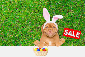 Smiling Mastiff puppy wearing easter rabbits ears holds basket of painted easter eggs and shows signboard with labeled "sale" above empty white banner. Empty space for text
