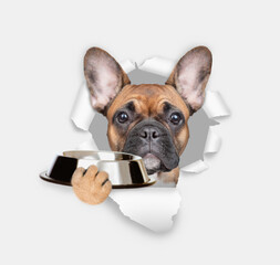 French bulldog puppy looks through the hole in white paper and holds empty bowl