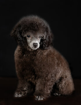 Cute black poodle poppy sitting in front view and looking at camera. Isolated on black background
