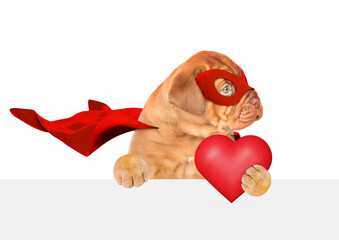 Lovely Mastiff puppy wearing superhero costume holding red heart above empty white banner and looking away on empty space. Isolated on white background - 784891037