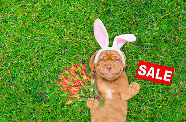 Smiling Mastiff puppy wearing easter rabbits ears holds bouquet of tulips and shows signboard with labeled "sale" and lies on its back on summer green grass. Top down view. Empty space for text