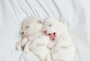 Two tiny white Lapdog puppies sleep under warm white blanket on a bed at home. Top down view