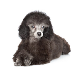 Cute black poodle poppy with crossed paws lying and looking at camera. Isolated on white background