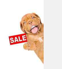 Happy Mastiff puppy with funny big teeth shows signboard with labeled "sale" above empty white banner. isolated on white background