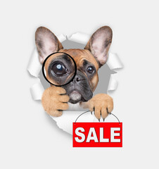 French bulldog puppy looks thru a magnifying lens looks through a hole in white paper and holding holding signboard with labeled "sale"