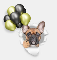 Cute French bulldog puppy holding black and golden ot yellow balloons looking through the hole in white paper - 784891298