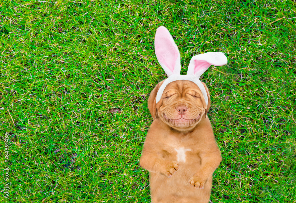 Aufkleber smiling mastiff puppy wearing easter rabbits ears dreaming on on summer green grass. top down view. 