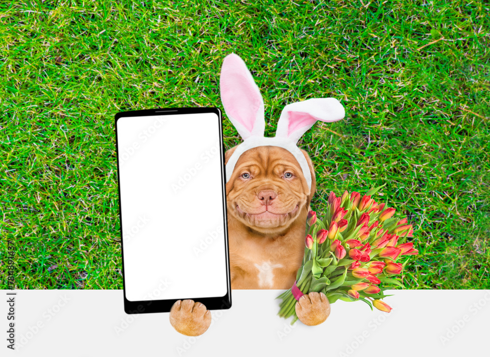 Aufkleber Smiling Mastiff puppy wearing easter rabbits ears holds bouquet of tulips and holds big smartphone with white blank screen in it paw above empty white banner.  Empty space for text