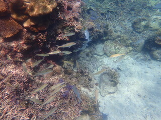 沖縄県　宮古島　シギラビーチの魚