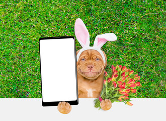 Smiling Mastiff puppy wearing easter rabbits ears holds bouquet of tulips and holds big smartphone with white blank screen in it paw above empty white banner.  Empty space for text - 784891437