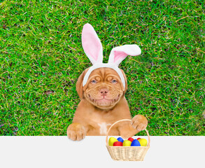 Happy Mastiff puppy wearing easter rabbits ears holds basket of painted Easter eggs and looks above empty white banner.  Empty space for text