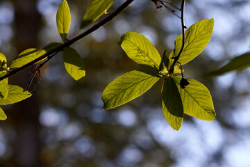 Sunlight and Beautiful Green Leaves in Spring
