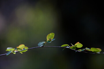 Small Green Leaves on a Twig