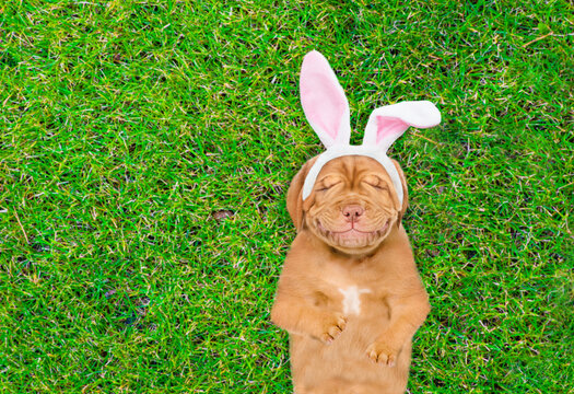 Smiling Mastiff puppy wearing easter rabbits ears dreaming on on summer green grass. Top down view. Empty space for text
