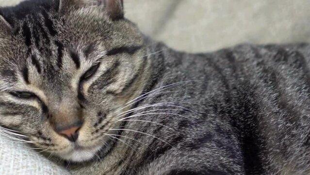 Cute cat egyptian mau lying and licking itself, portrait of a cat, close up of a cat