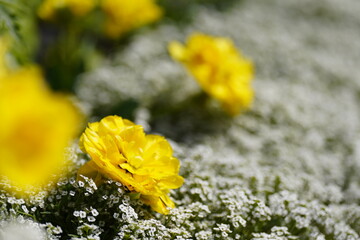 早春の花壇に咲くチューリップ