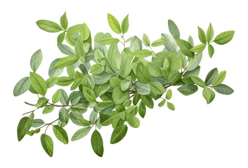 PNG Bush plant herbs leaf