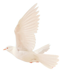 PNG Dove fly animal bird wildlife