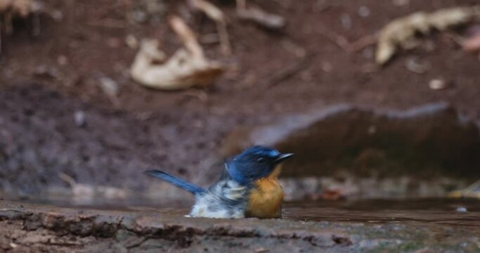 Facing to the right while bathing during the afternoon deep in the forest, Indochinese Blue Flycatcher Cyornis sumatrensis, Male, Thailand