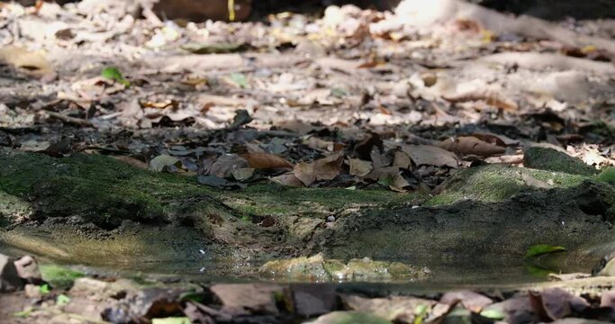 Seen at a water hole deep in the forest then goes away to the left, Lesser mouse-deer Tragulus kanchil, Thailand