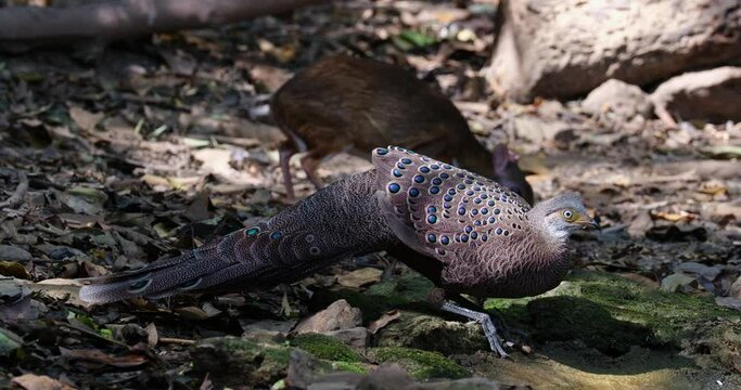 Seen feeding with the Lesser Mouse-deer as the camera tilts, Grey peacock-pheasant Polyplectron bicalcaratum, Male, Thailand