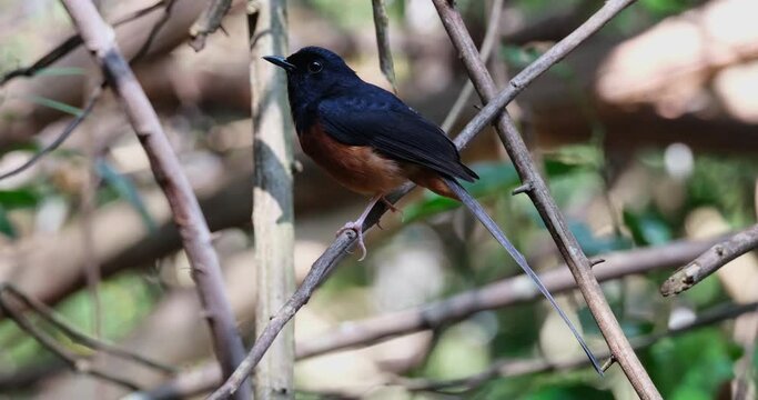 Perched on a small twig facing to the left then flies away, White-rumped Shama Copsychus malabaricus, Male, Thailand