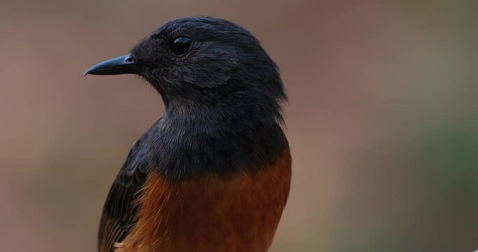 Facing to the left as the camera zooms out and slides to the left, White-rumped Shama Copsychus malabaricus, Thailand