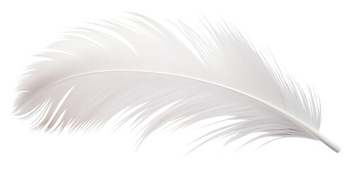PNG White bird feather - obrazy, fototapety, plakaty
