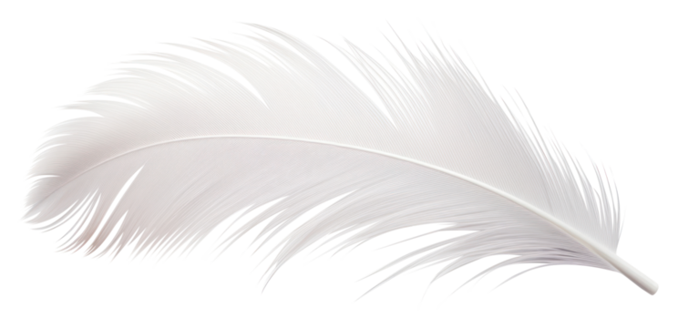 PNG White bird feather