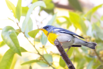 Northern parula warbler (Setophaga americana) warbler in the woods in southwest Florida