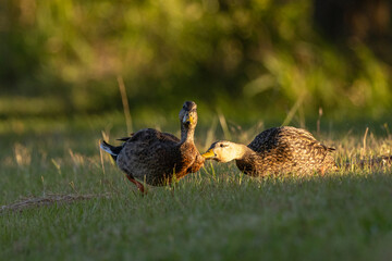 A wild duck biting another duck in Sarasota, Florida