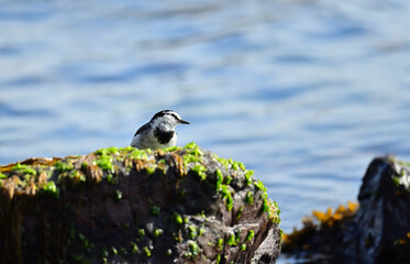 海の岩にいたハクセキレイ