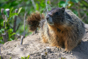A yellow bellied marmot, Palouse Falls, Spring, 2024