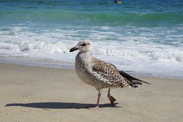 Brown and white seagull strutting along the beach in front of the ocean in Nantucket, MA