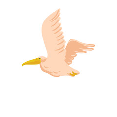 vector drawing flying pelican, wild bird isolated at white background, hand drawn illustration