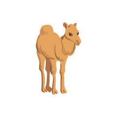 vector drawing dromedary camel, cartoon animal isolated at white background, hand drawn illustration