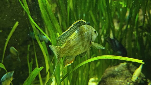 Close view of a leopard cichlid fish floating underwater between seagrass.
