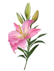 Pink lily flower bouquet isolated on transparent background - 784902892
