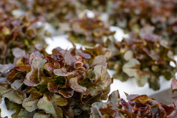 Close up fresh organic Red oak hydroponic vegetable plantation produce red green salad hydroponic cultivate farm. Salad farm vegetable red oak lettuce. lettuce salad in green Organic plantation Farm