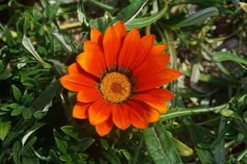 gazania