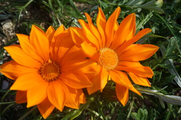 gazanias