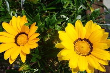 gazanias