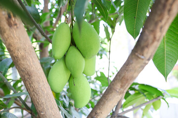 Mangos fruit on the mango tree in orchard outdoor garden with nobody people for healthy fresh...