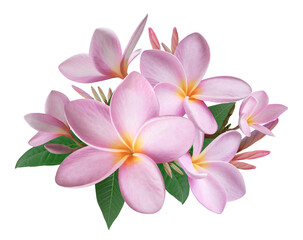 Tropical bouquet with frangipani flowers for greeting card, wedding, wallpaper - 784905264