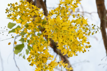 flores primavera