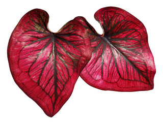 Red foliage Caladium in heart shaped leaved tropical foliage plant leaves houseplant isolated on transparent background.