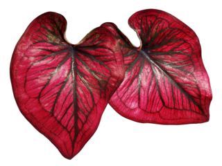Red foliage Caladium in heart shaped leaved tropical foliage plant leaves houseplant isolated on transparent background.